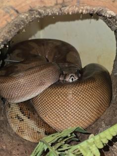 Wunderschöne Zwerg Boa wenn gebraucht mit Terrarium