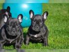 Französische Bulldogge welpen FREIATMENT ab sofort