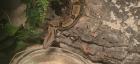 Boa constrictor mit Terrarium