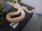 Boa Jungtiere von 13 August
