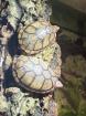 2 Wasserschildkröten