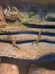 Leopardgecko mit Terrarium