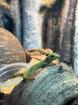 Madagaskar Taggecko Phelsuma Grandis Nachzuchten