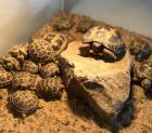 Steppenschildkröten Vierzehenlandschildkröten Schlupf 2025 Abzugeben Testudo horsfieldii
