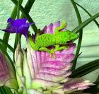 PHELSUMA GRANDIS großer Madagaskar Tagesgecko